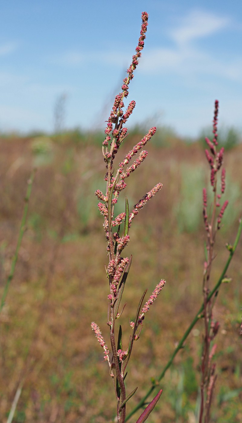Image of Atriplex patens specimen.