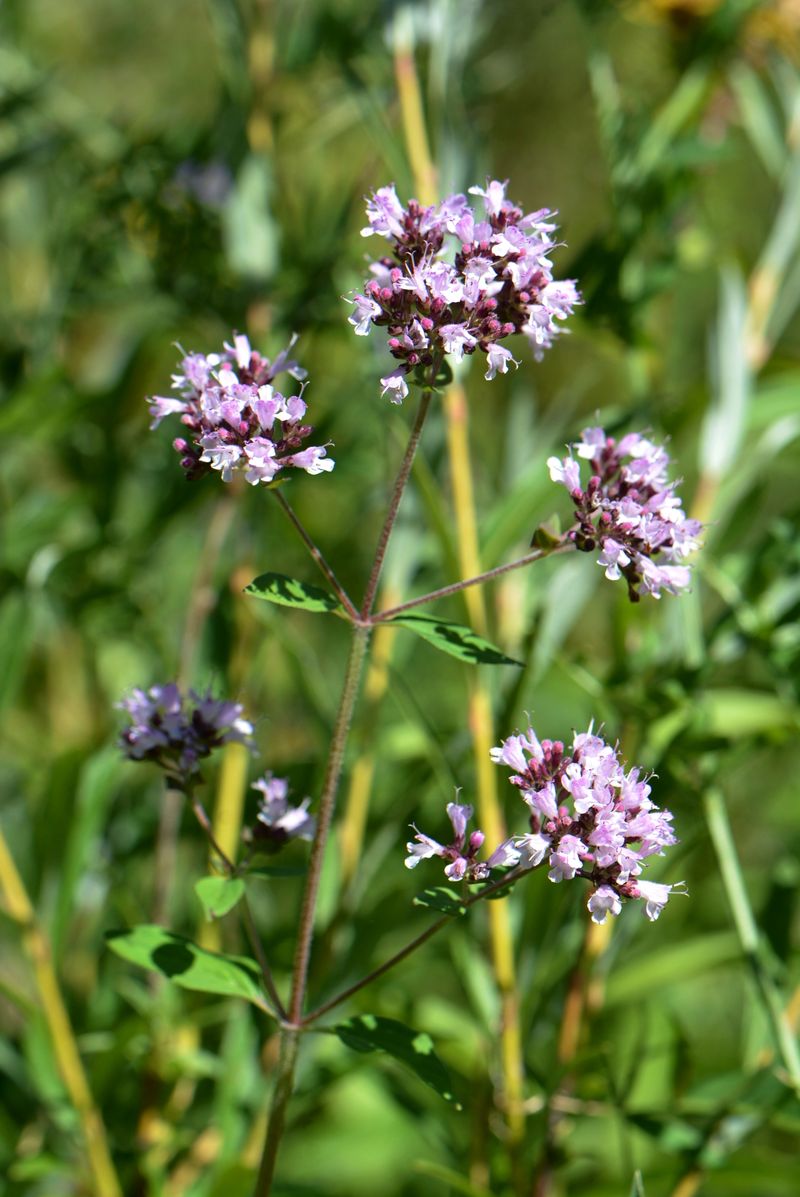 Image of Origanum vulgare specimen.