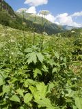 Heracleum ponticum. Цветущие растения в сообществе с Urtica. Карачаево-Черкесия, Урупский р-н, Кавказский биосферный заповедник, Имеретинское ущелье, ≈ 1900 м н.у.м., субальпийский луг. 30.07.2022.