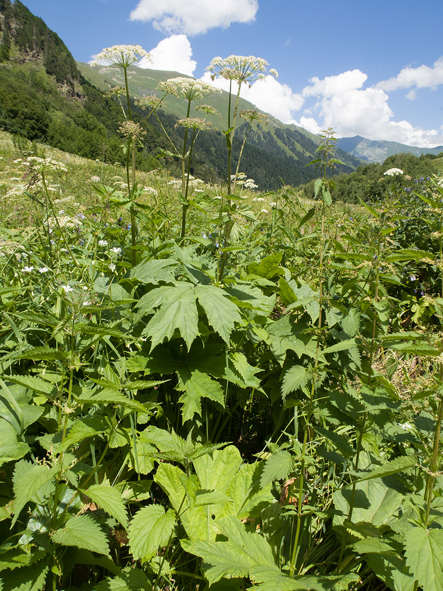 Image of Heracleum ponticum specimen.