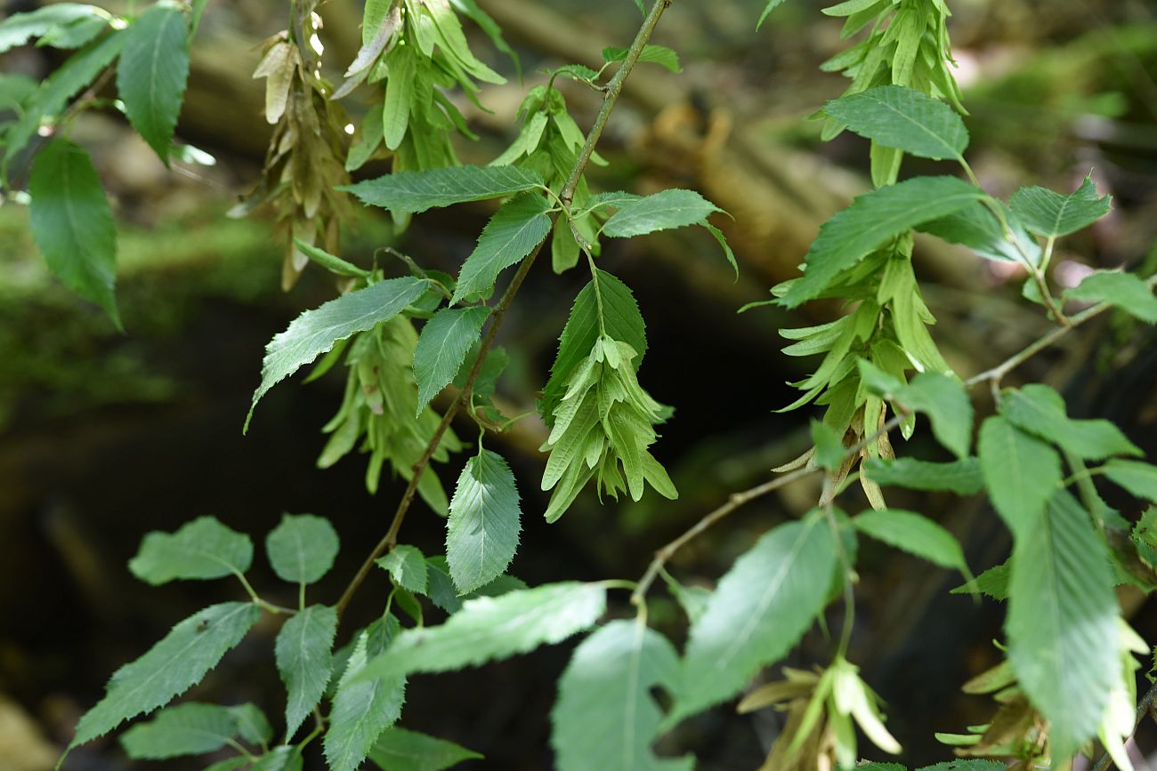 Изображение особи Carpinus betulus.