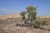 Haloxylon persicum. Плодоносящее дерево. Казахстан, Алматинская обл., горы Богуты, щебнистая пустыня. 17 сентября 2022 г.