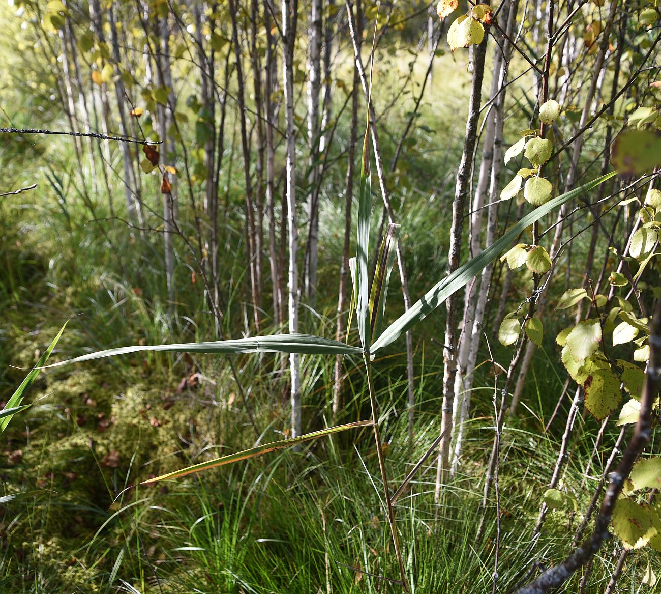 Изображение особи Phragmites australis.