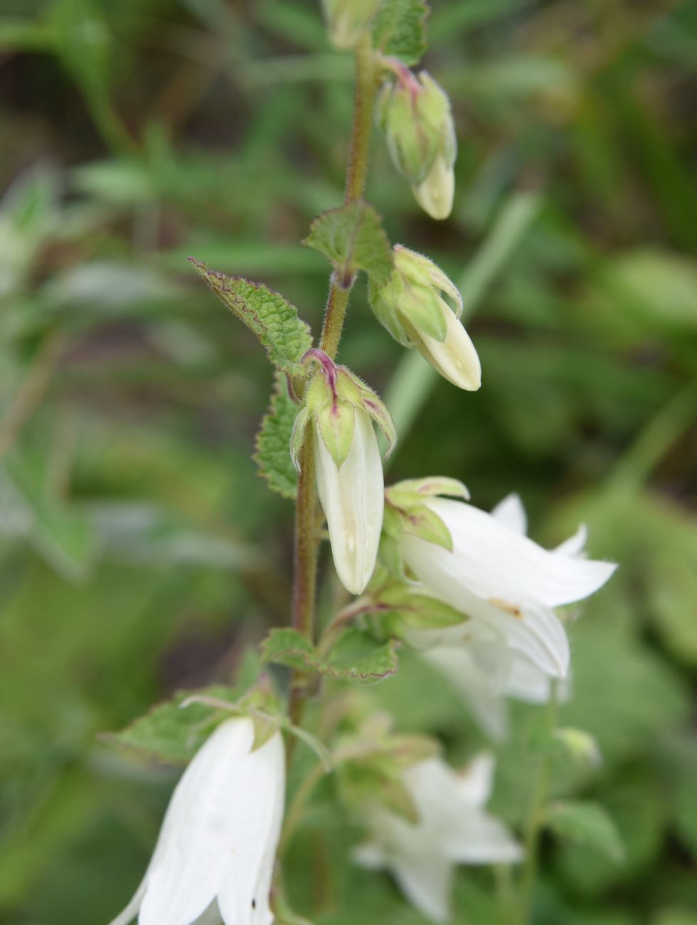 Image of Campanula alliariifolia specimen.