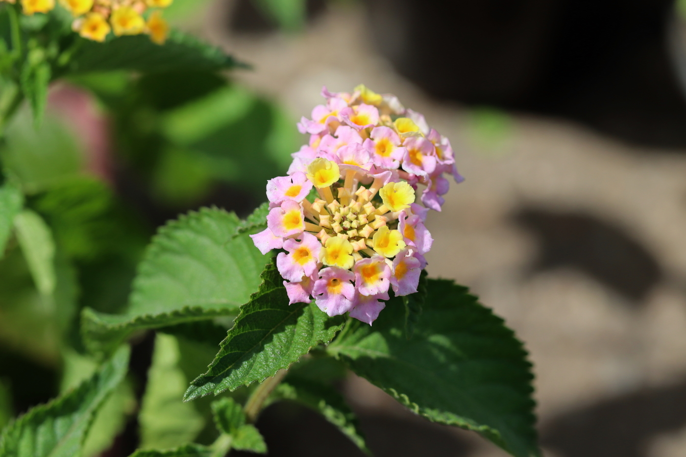 Image of Lantana camara specimen.