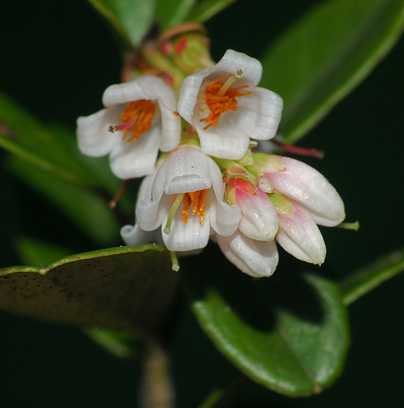 Изображение особи Vaccinium vitis-idaea.