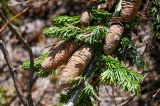 Abies sibirica