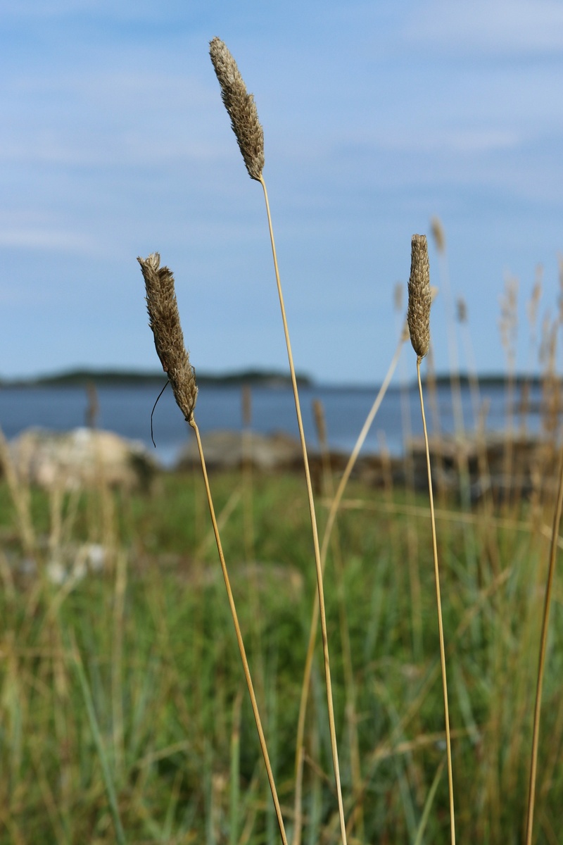 Image of Alopecurus arundinaceus specimen.