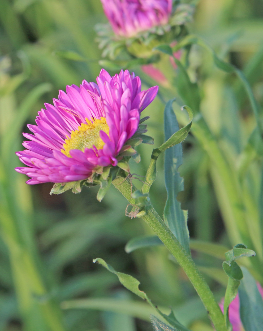 Изображение особи Aster alpinus.