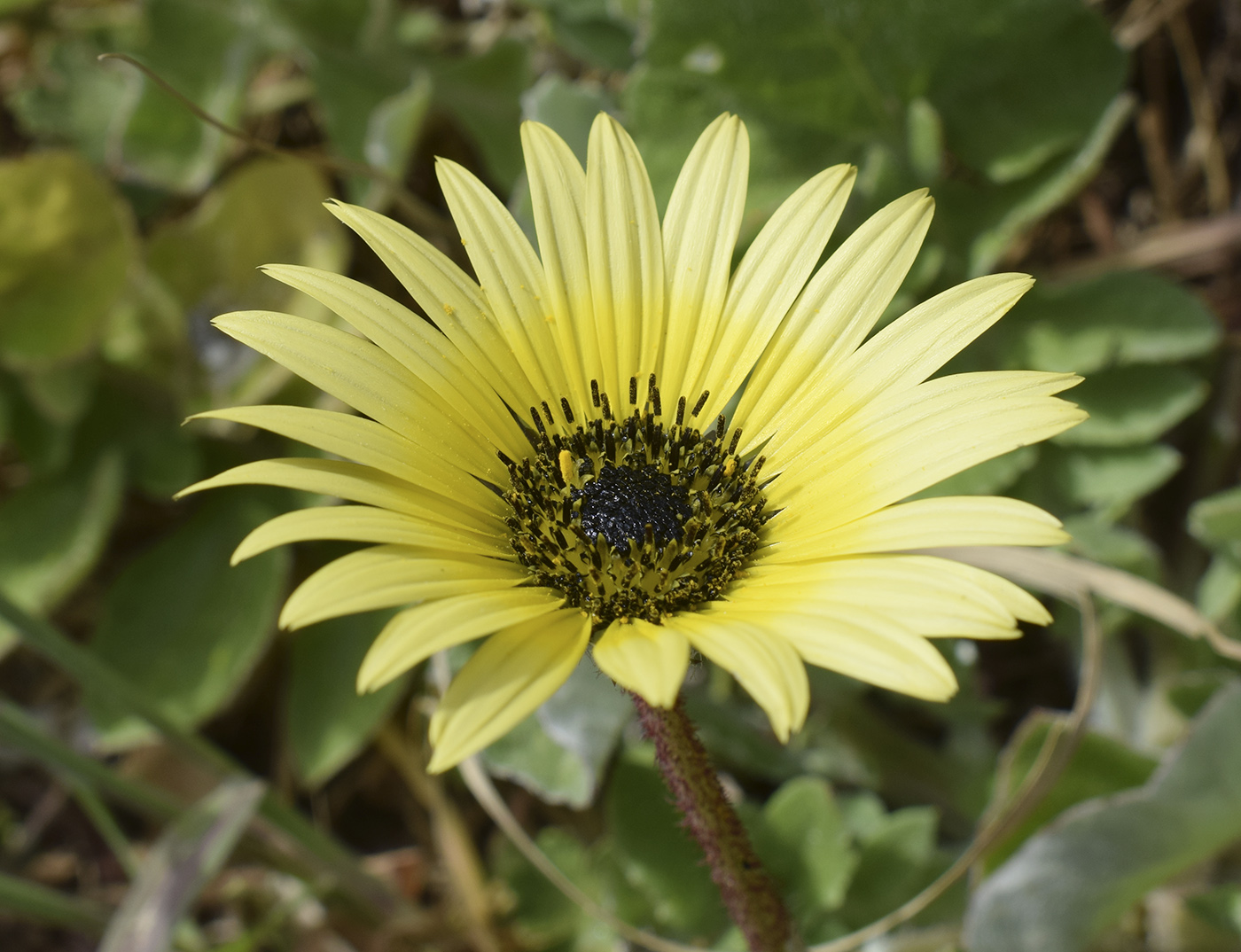 Изображение особи Arctotheca calendula.