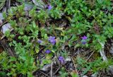 Campanula lingulata. Цветущее растение. Сербия, горный массив Златибор, гора Шарган, железная дорога \"Шарганская Восьмёрка\", каменистый склон. 12.07.2019.