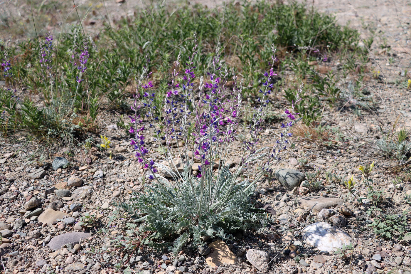 Изображение особи Oxytropis rosea.