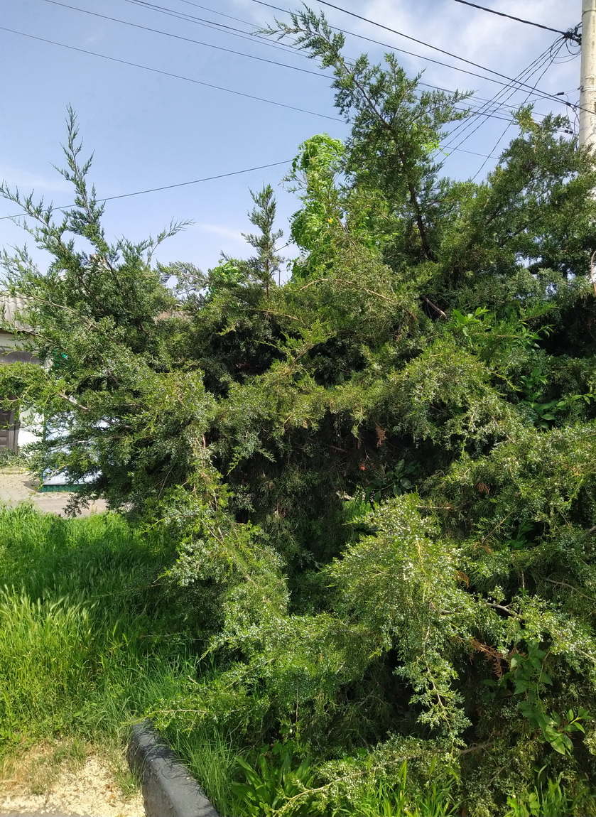 Image of Juniperus virginiana specimen.