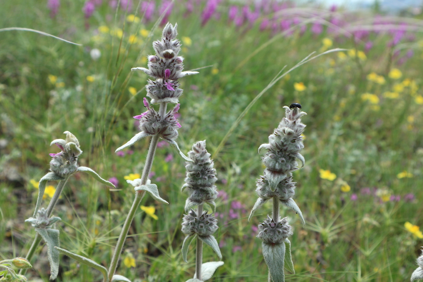 Изображение особи Stachys velata.