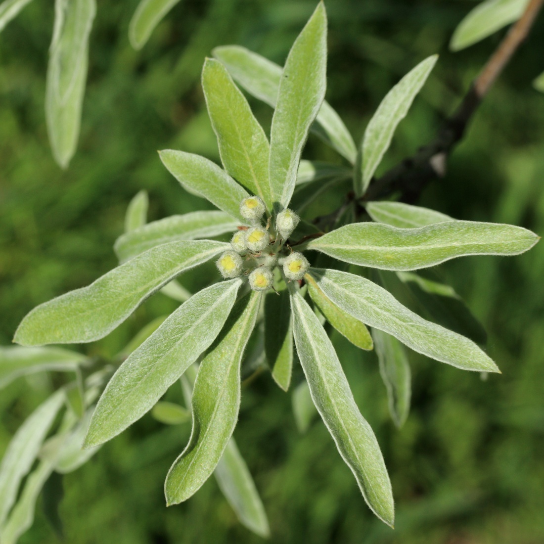 Image of Pyrus salicifolia specimen.