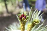 Pinus pumila. Верхушки побегов с мегастробилами. Сургут, Сургутский ботанический сад. 17.06.2023.