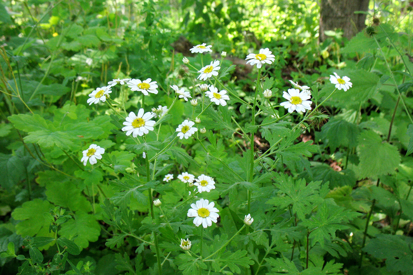 Image of Pyrethrum corymbosum specimen.