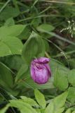 Cypripedium macranthos. Цветущее растение. Томская обл., Томский р-н, окр. с. Аркашево, на краю болота. 07.07.2023.