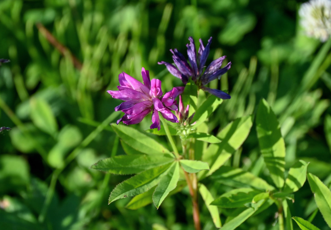 Image of Trifolium lupinaster specimen.