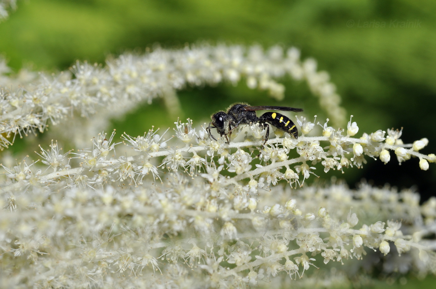 Image of Aruncus dioicus specimen.