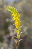 Orthanthella lutea