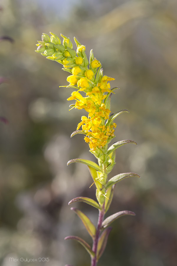 Изображение особи Orthanthella lutea.