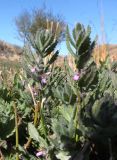 Teucrium scordioides