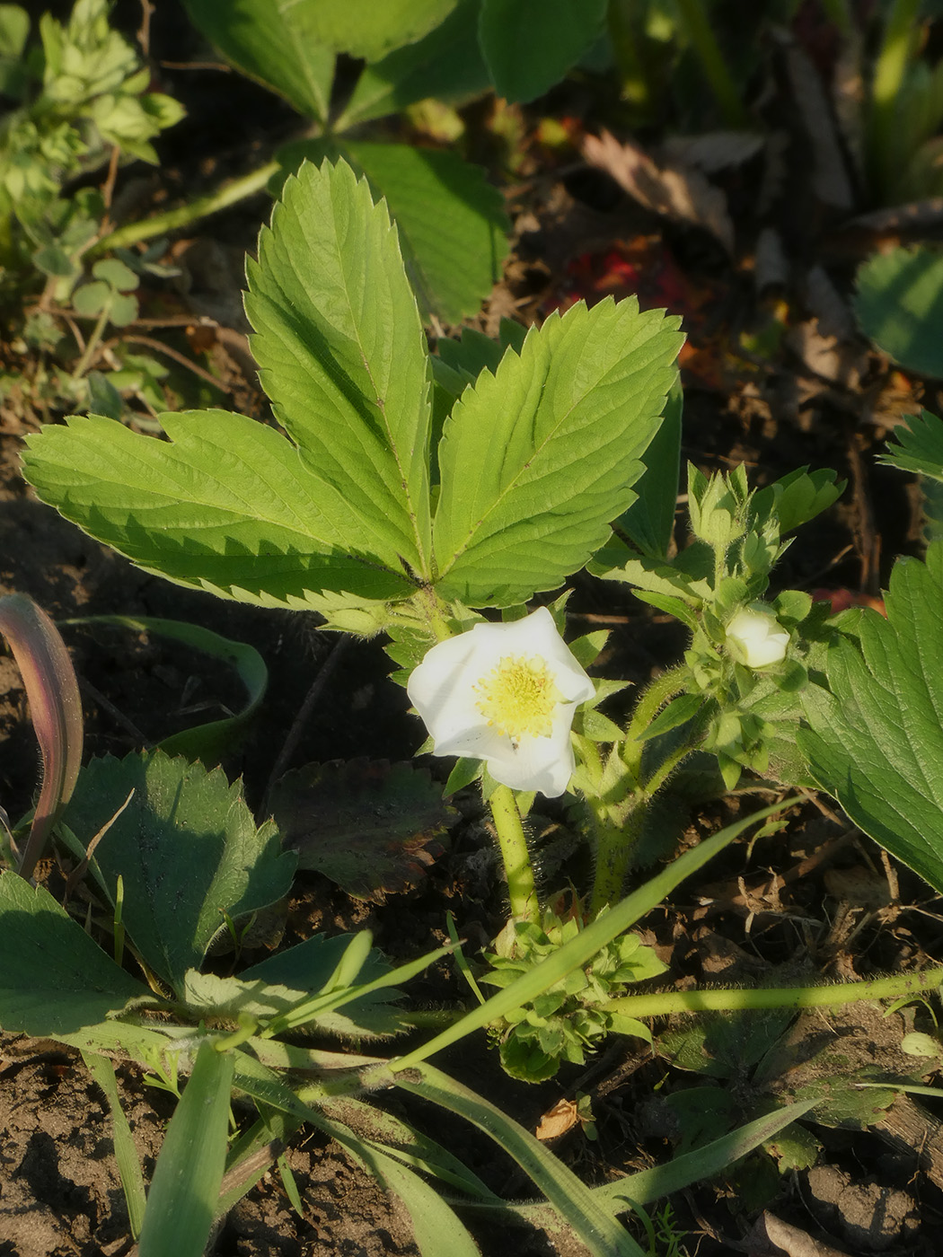 Image of Fragaria &times; ananassa specimen.