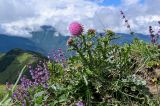 Carduus thoermeri. Цветущее растение в сообществе с Salvia verticillata. Ингушетия, Джейрахский р-н, перевал Цей-Лоам, ≈ 2200 м н.у.м., каменистый склон. 24.07.2022.