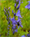 Veronica teucrium. Часть соцветия. Удмуртия, Завьяловский р-н, окр. дер. Поварёнки. 11 июня 2010 г.