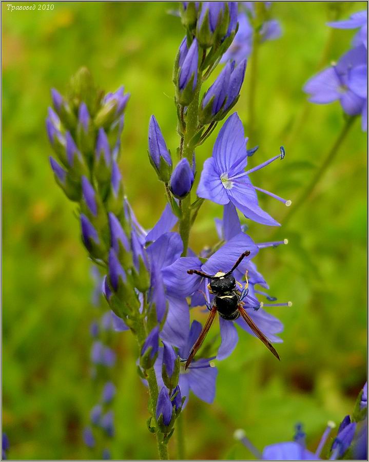 Image of Veronica teucrium specimen.