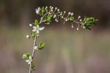 Prunus stepposa. Верхушка веточки с цветками и бутонами. Ростовская обл., Мясниковский р-н, окр. хут. Недвиговка, ур. Каменная балка, степной склон. 02.05.2011.