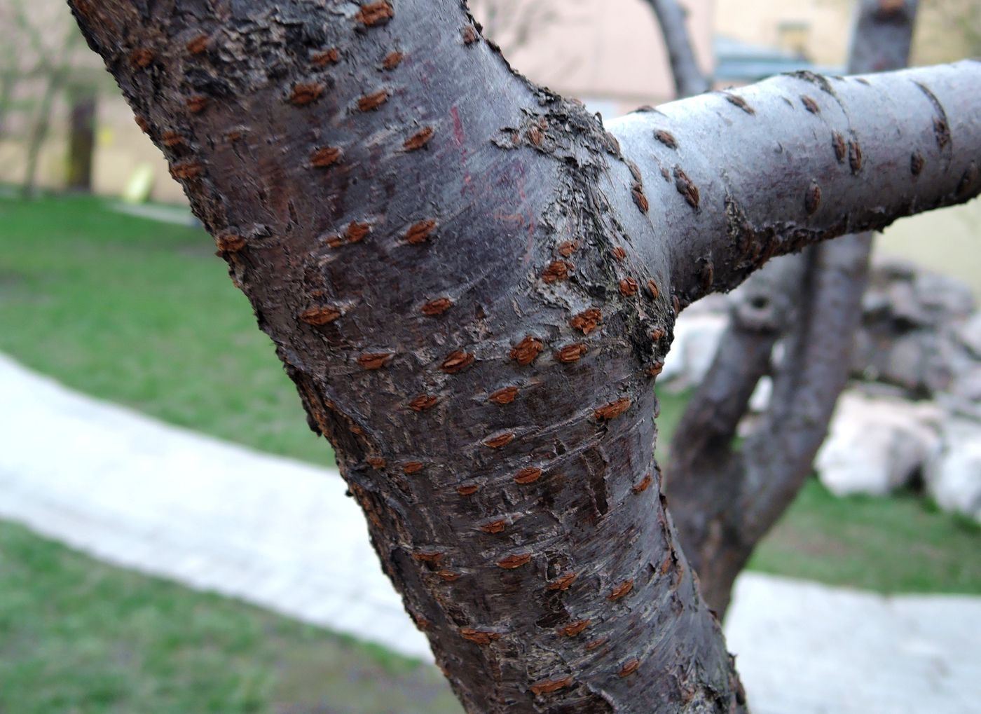 Image of Prunus serrulata specimen.