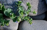 Mertensia maritima