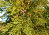 Cryptomeria japonica. Ветви с шишками. Краснодар, парк \"Краснодар\", Японский сад, в культуре. 01.01.2024.