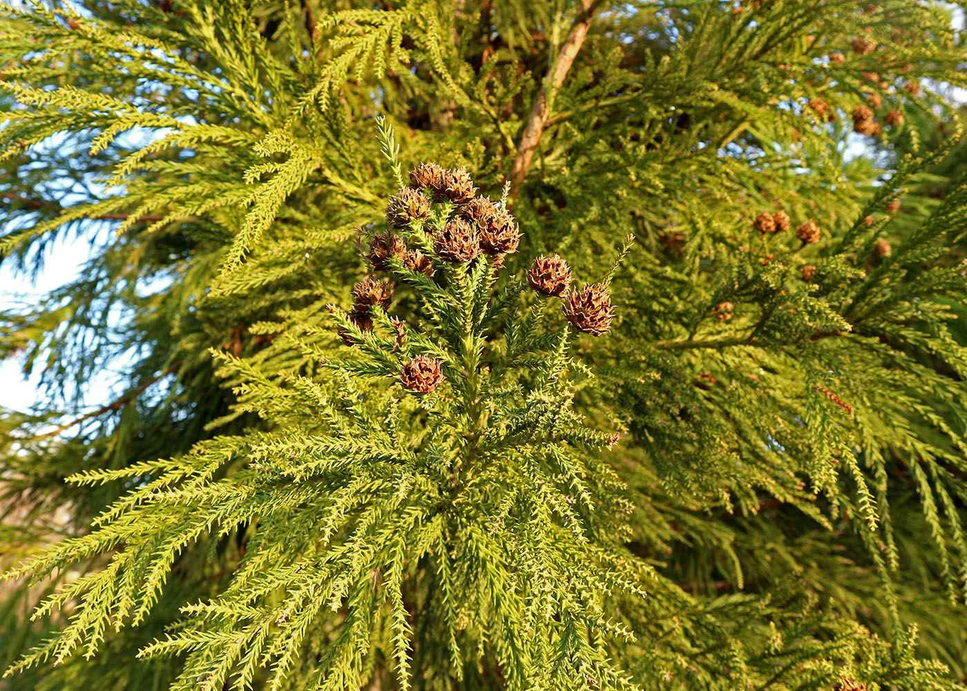 Image of Cryptomeria japonica specimen.