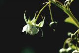 Rubus idaeus