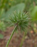 Trifolium leucanthum. Соплодие. Краснодарский край, Темрюкский р-н, гора Дубовый Рынок, сухой глинистый склон. 13.05.2017.