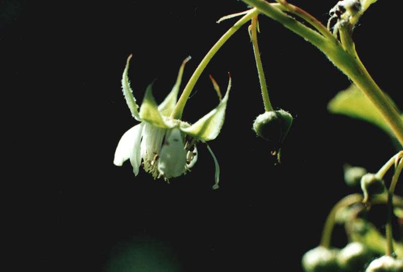 Изображение особи Rubus idaeus.