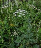 Astrodaucus orientalis. Цветущее растение в сообществе с Artemisia, Stachys и Euphorbia. Армения, обл. Гегаркуник, берег оз. Севан, окр. монастыря Айраванк, ≈ 1900 м н.у.м., луговой склон. 23.06.2022.