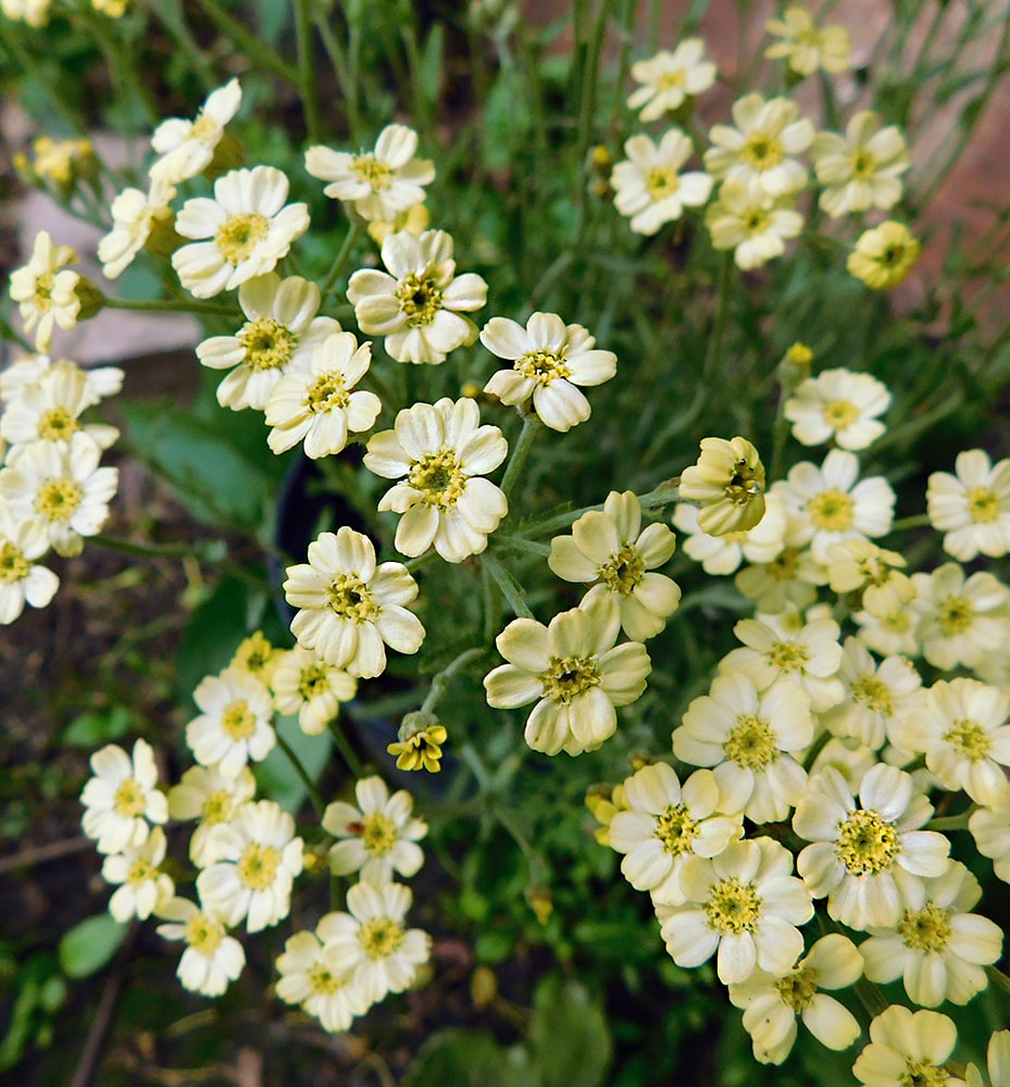 Image of Achillea &times; lewisii specimen.