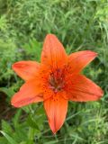 Lilium pensylvanicum