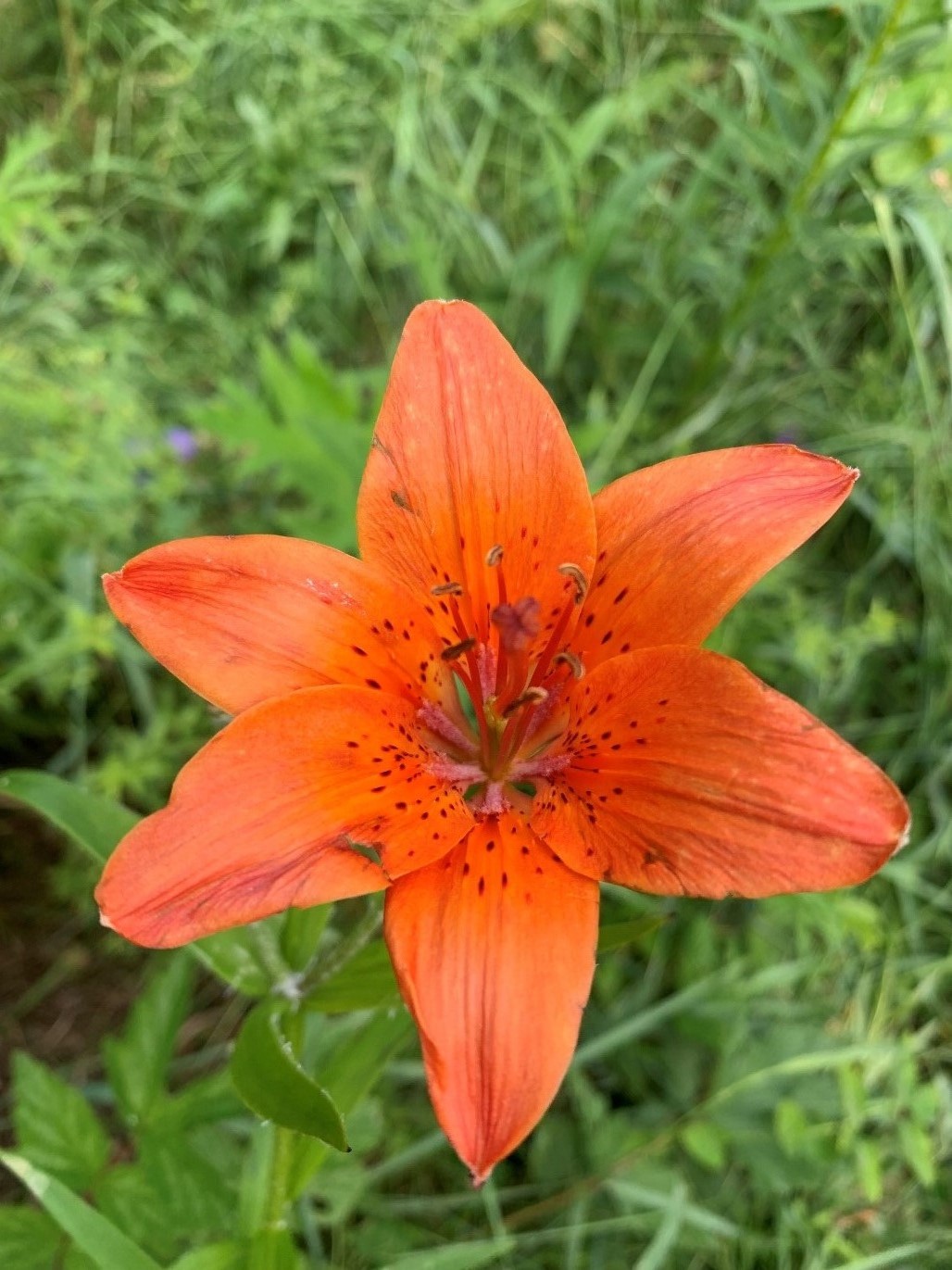 Изображение особи Lilium pensylvanicum.