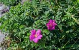 Rosa rugosa