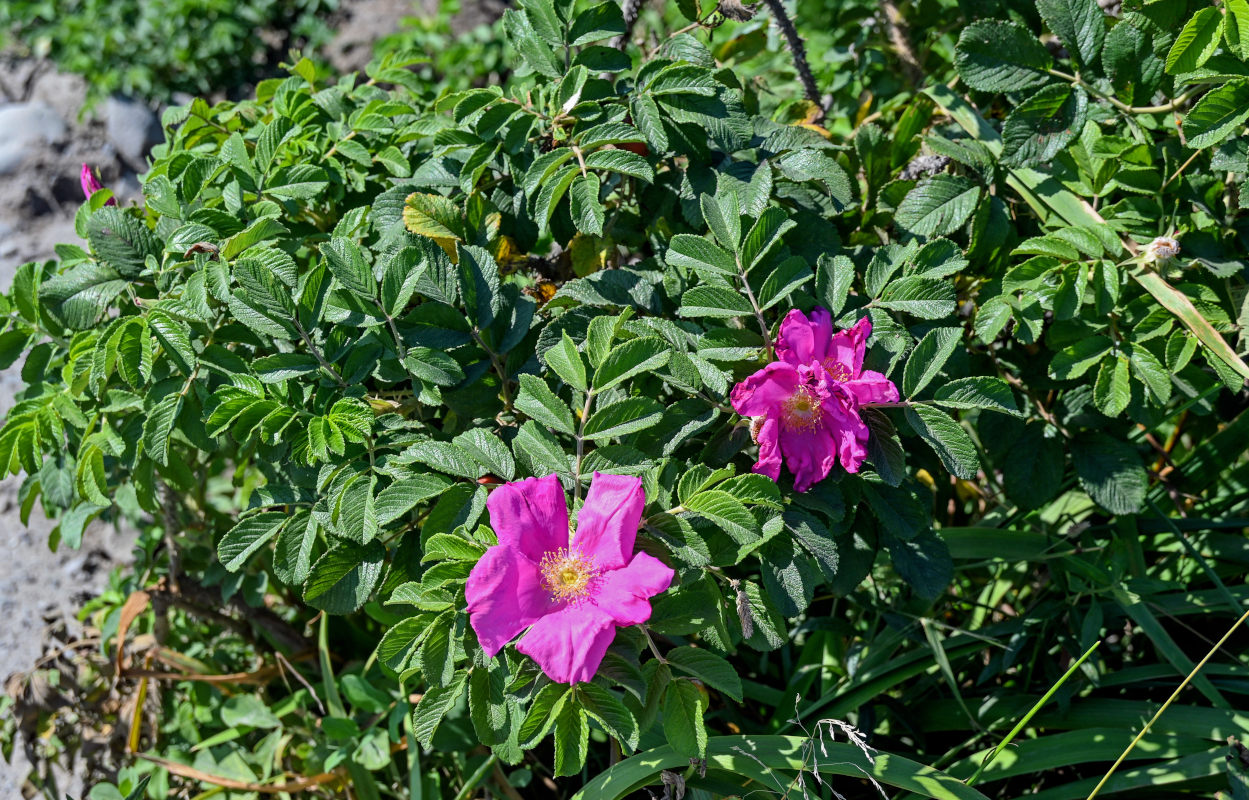 Image of Rosa rugosa specimen.