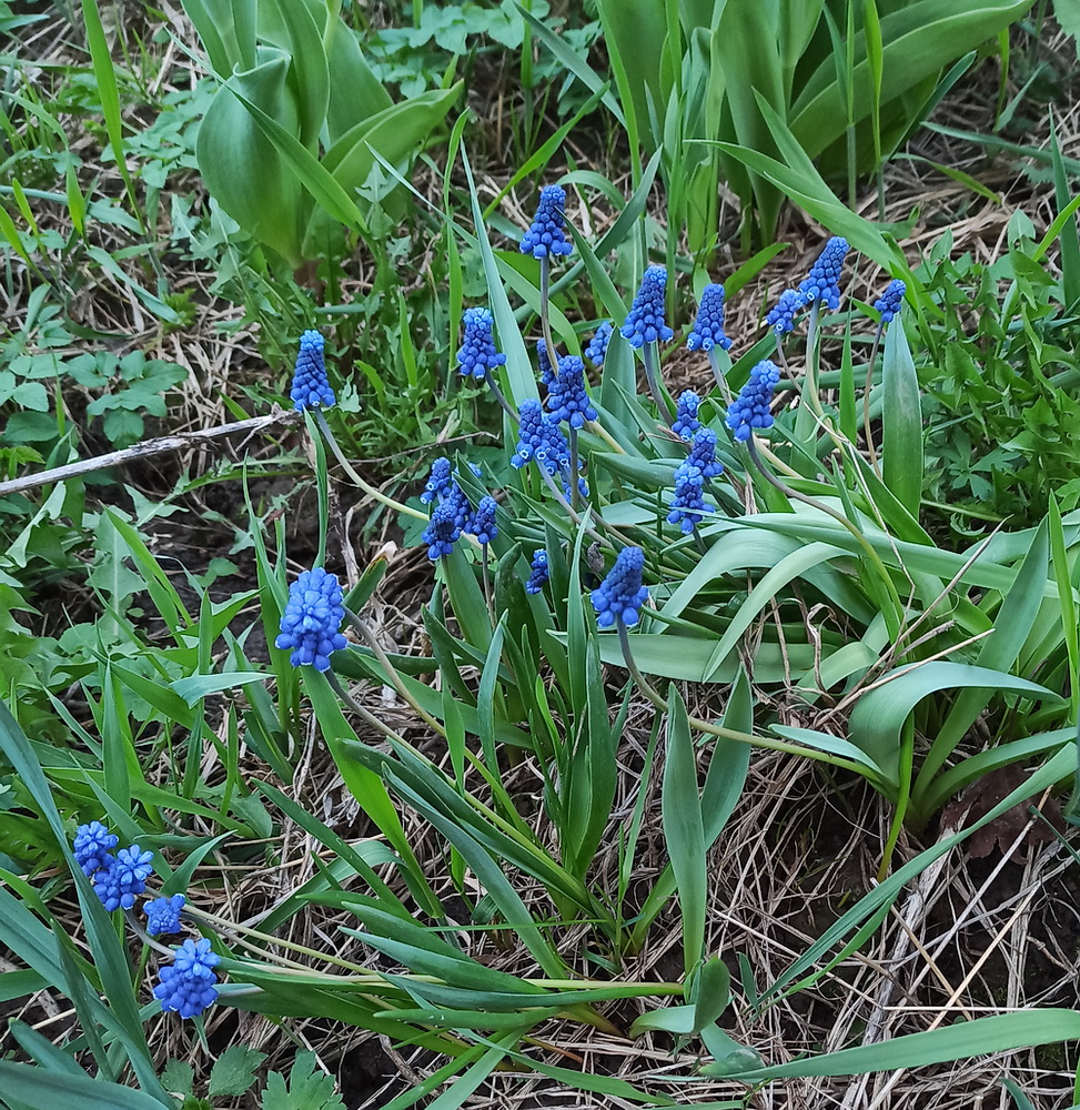 Изображение особи род Muscari.