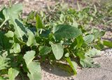 Rumex spinosus