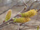 Salix bebbiana