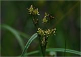 Juncus compressus