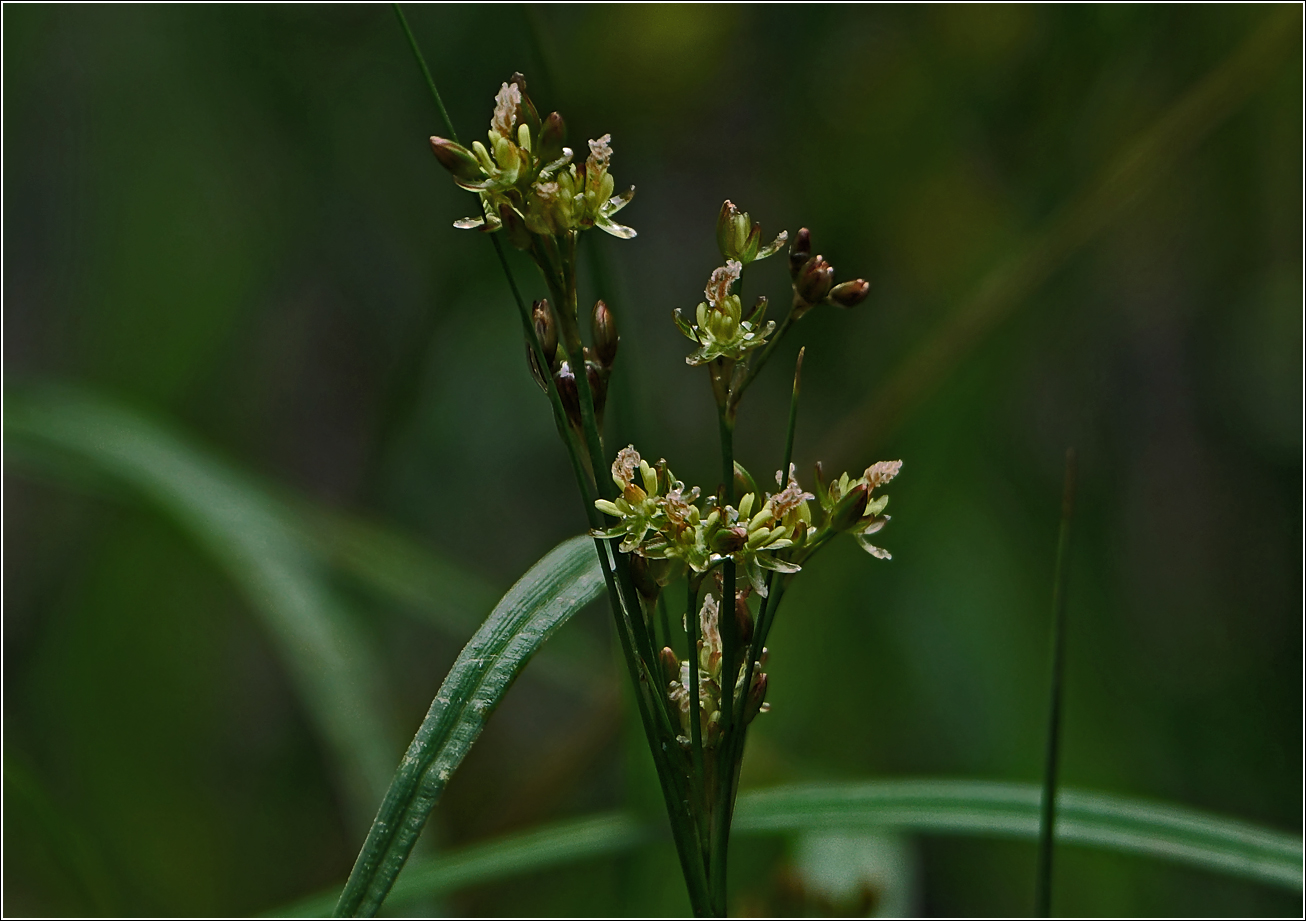 Изображение особи Juncus compressus.